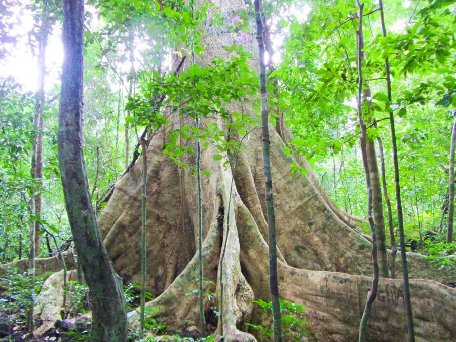 LAND TOUR 2 THAM QUAN BAC DAO CHEO KAYAK KHAM PHA RACH VEM LAND TOUR 2 DISCOVER THE NORTH KAYAKING STARFISH BEACH PHU QUOC 1