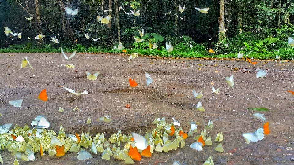 This is the image description cuc phuong national park tour