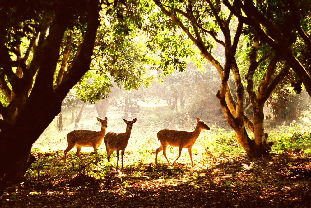 Special Animals in Cuc Phuong cuc phuong national park tour4