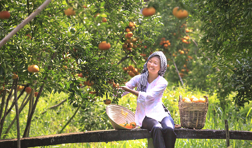 the garden at Mekong Delta